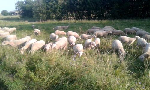 Bio-Schafskäse made in Main-Kinzig: Hofgut Kapellenhof in Hammersbach Bio-Schafskäse made in Main-Kinzig: Hofgut Kapellenhof in Hammersbach